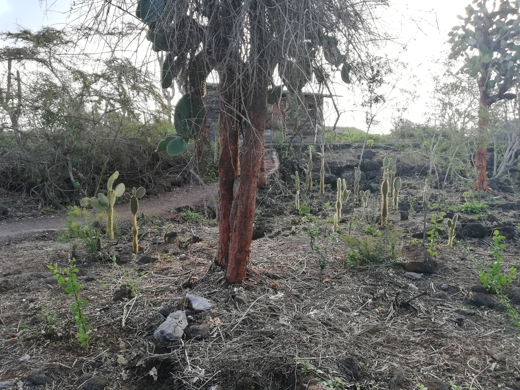 f:id:ahrd:20181228011242j:plain