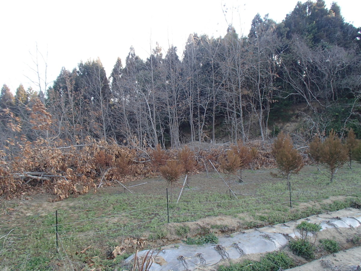 f:id:ahsrs0314:20210227102950j:plain