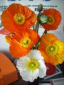 20090212003647