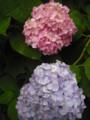 20090528020514