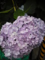 20090528020525