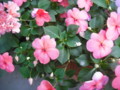 20090602031603
