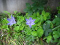 20090603060934