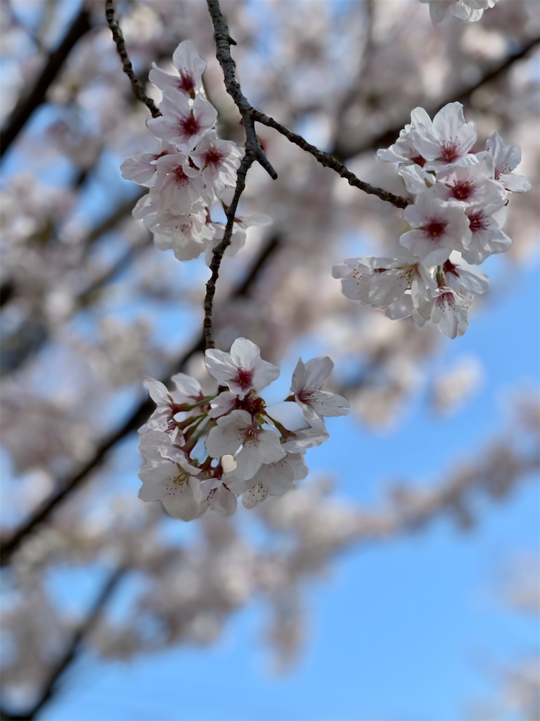 f:id:ai-violinism:20210328220007j:image