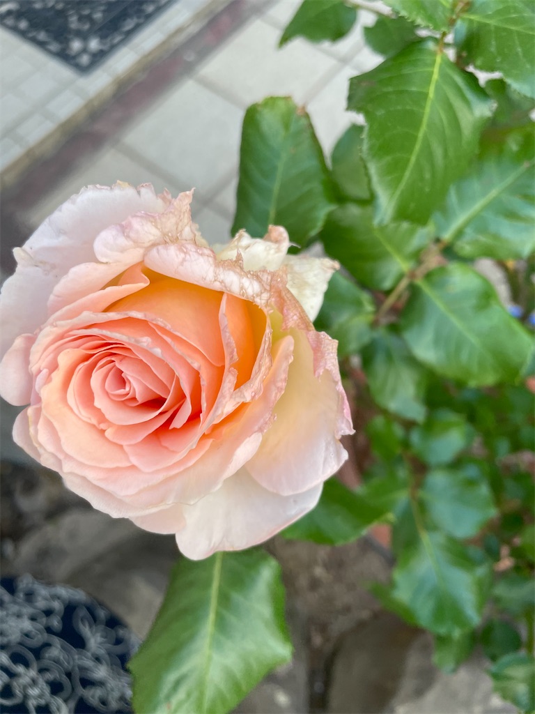 f:id:ai-violinism:20210502055019j:image