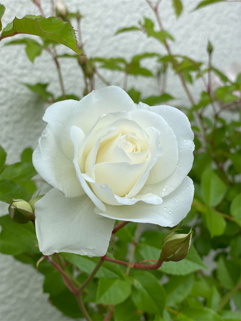 f:id:ai-violinism:20210502061955j:image