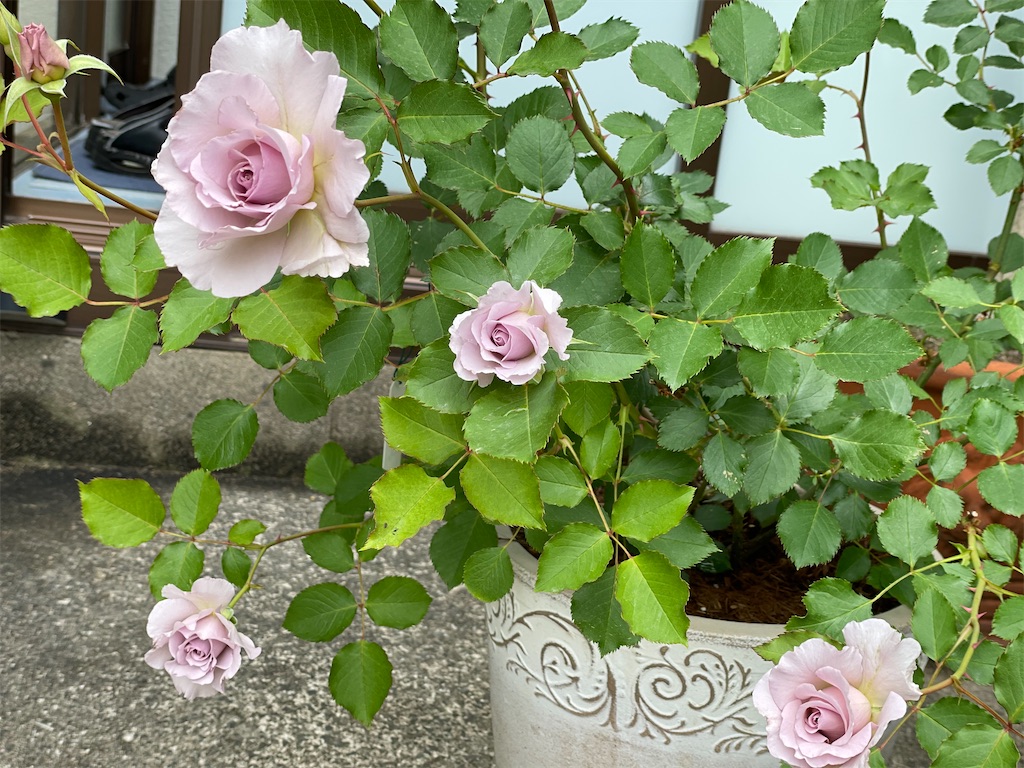 f:id:ai-violinism:20210502062003j:image