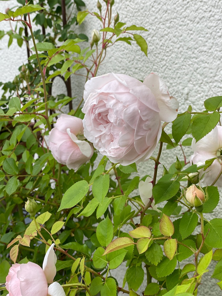 f:id:ai-violinism:20210502062007j:image