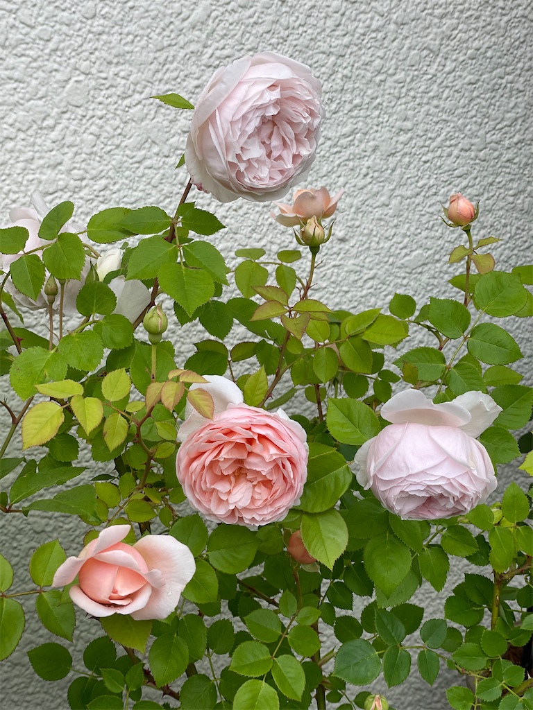 f:id:ai-violinism:20210502062011j:image