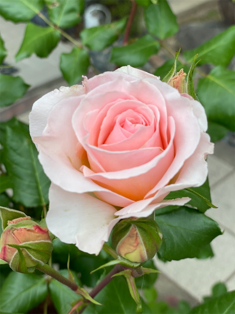 f:id:ai-violinism:20210502062304j:image