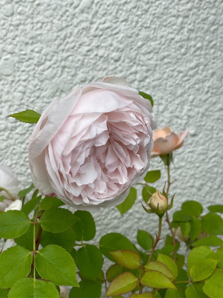 f:id:ai-violinism:20210502062557j:image