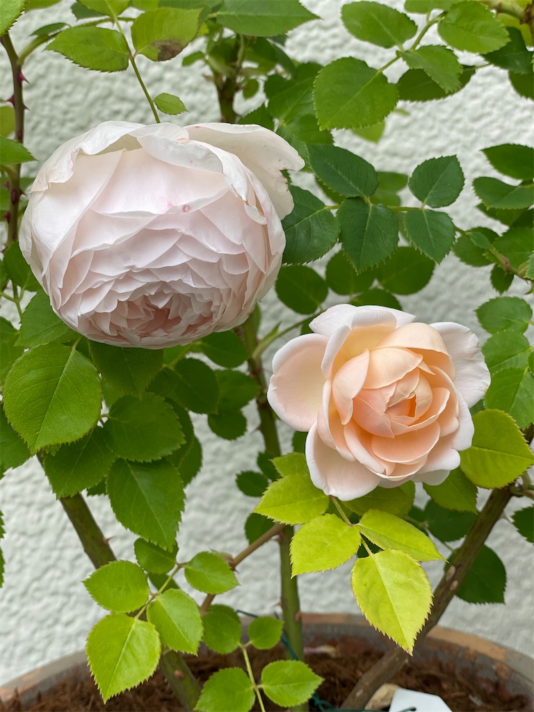f:id:ai-violinism:20210525225052j:image