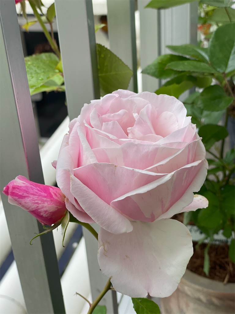 f:id:ai-violinism:20210525225631j:image