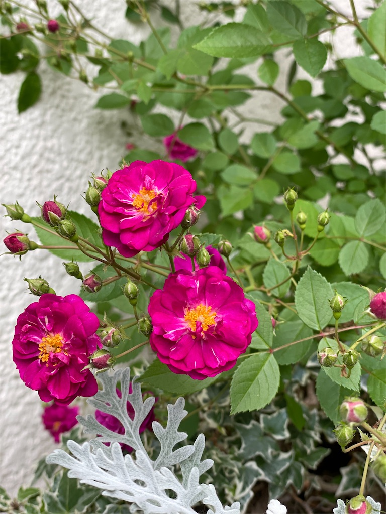 f:id:ai-violinism:20210525233507j:image