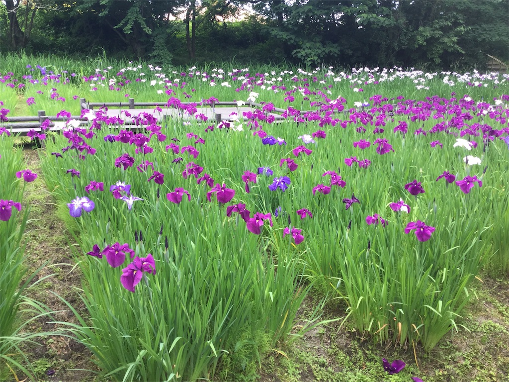 f:id:ai110-12368:20180619083639j:image f:id:ai110-12368:20180619083639j:image