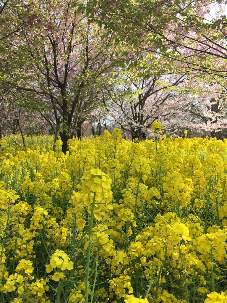 f:id:ai110-12368:20190427095029j:image f:id:ai110-12368:20190427095029j:image