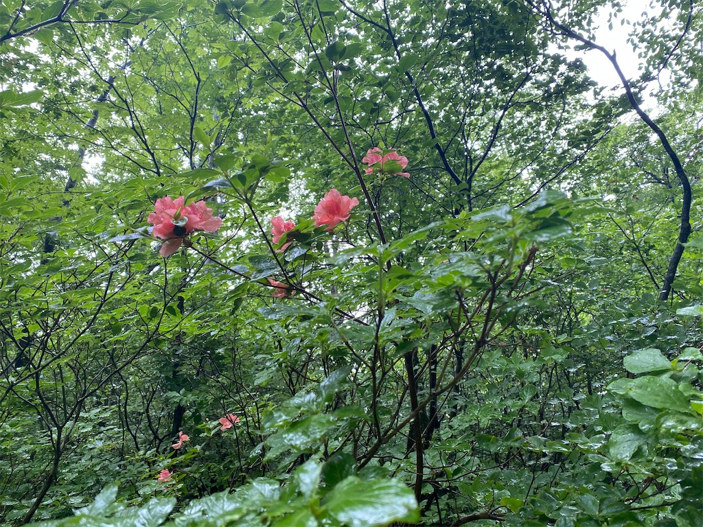 f:id:ai110-12368:20210613062101j:image f:id:ai110-12368:20210613062101j:image