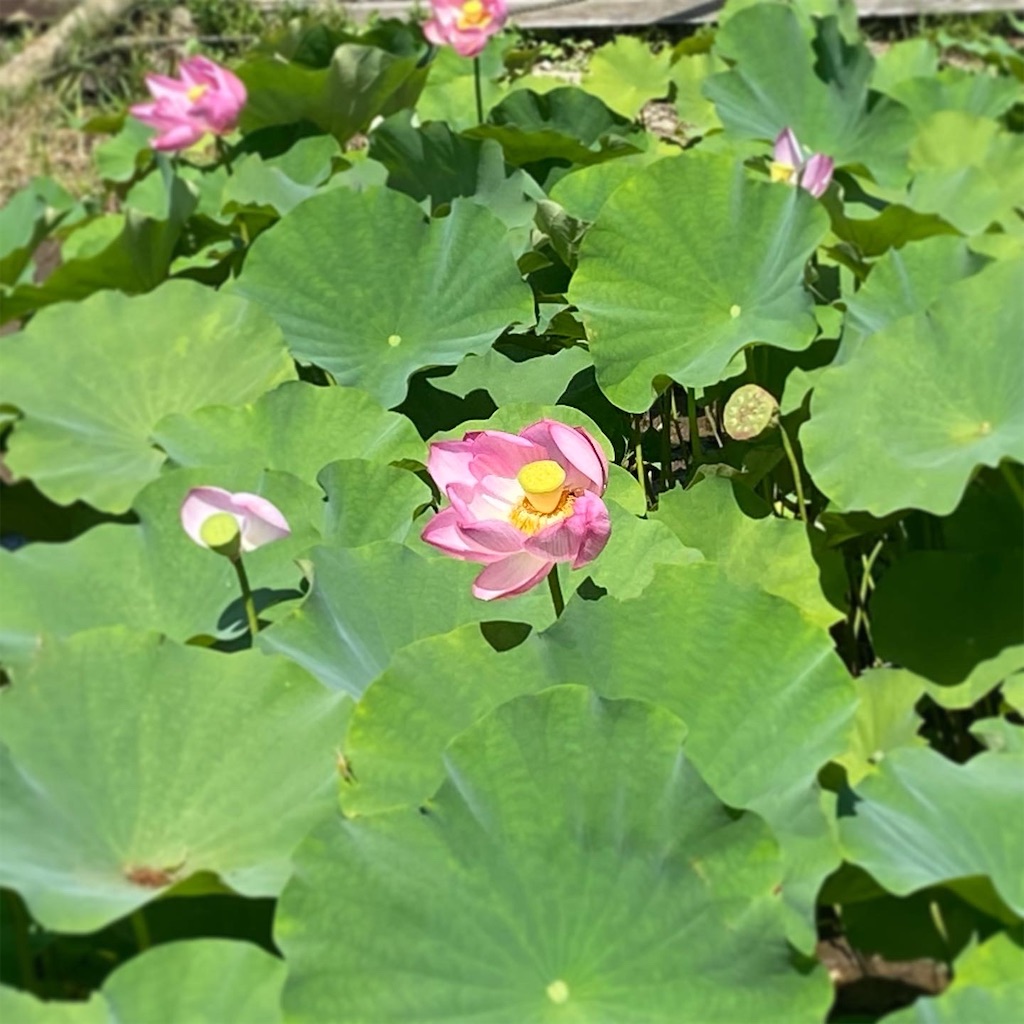 f:id:ai110-12368:20210926133904j:image f:id:ai110-12368:20210926133904j:image