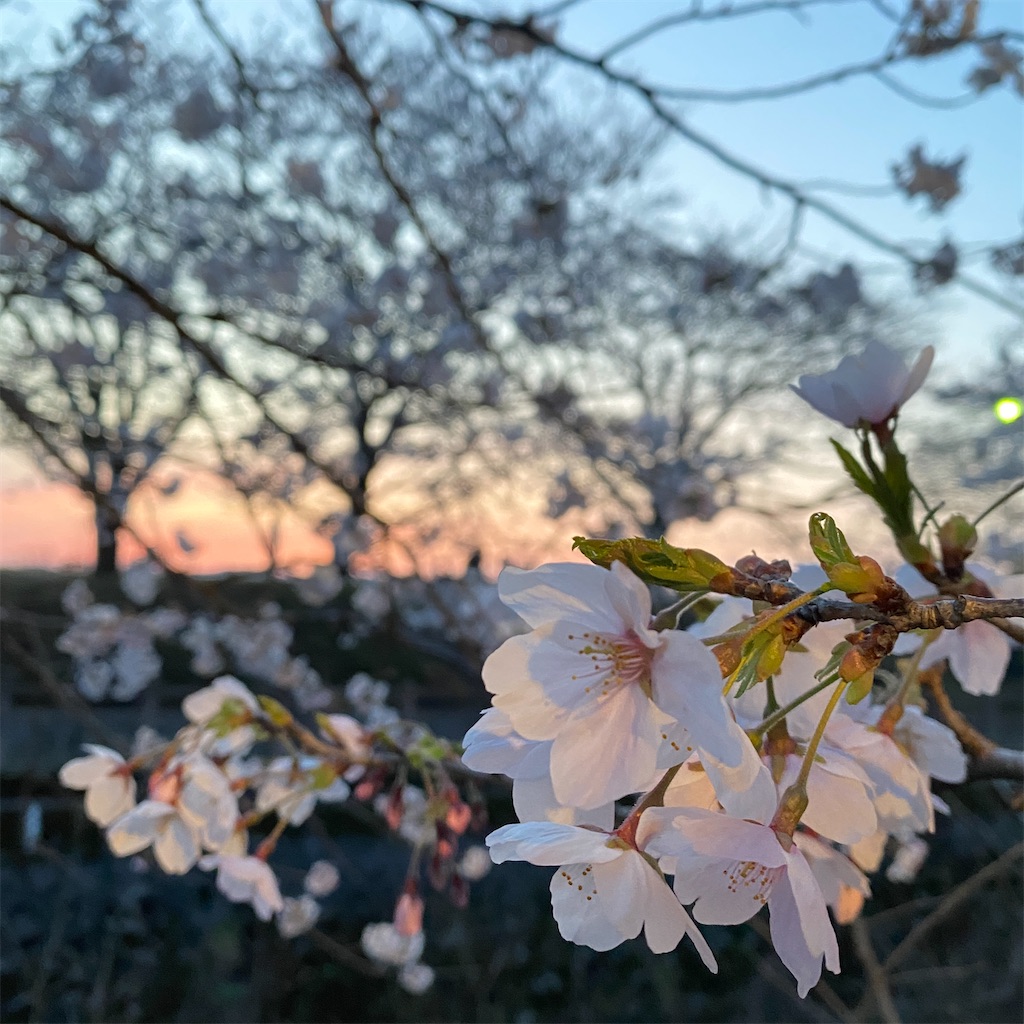 f:id:ai110-12368:20240416154514j:image f:id:ai110-12368:20240416154514j:image