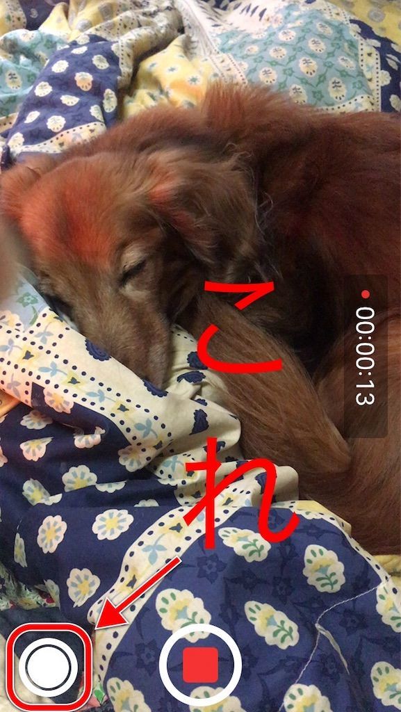 動画撮影中に撮影画面の左下にある◎ボタンを押すと静止画撮影できる。 動画撮影中に撮影画面の左下にある◎ボタンを押すと静止画撮影できる。