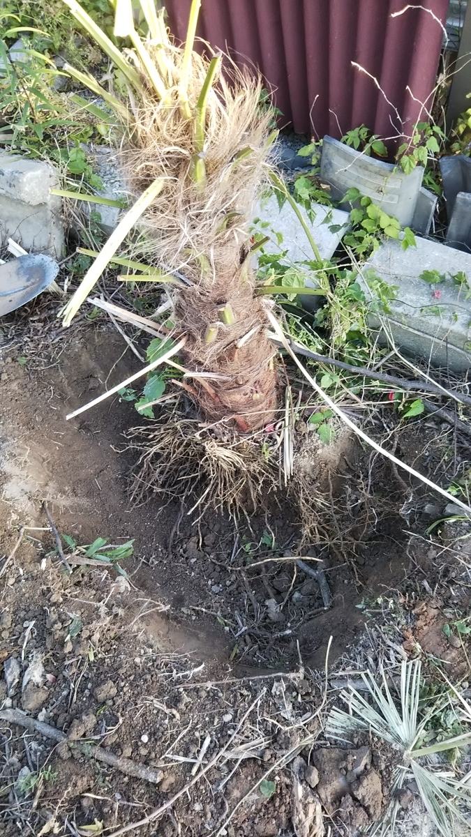 f:id:ai_bou:20190629213623j:plain f:id:ai_bou:20190629213623j:plain