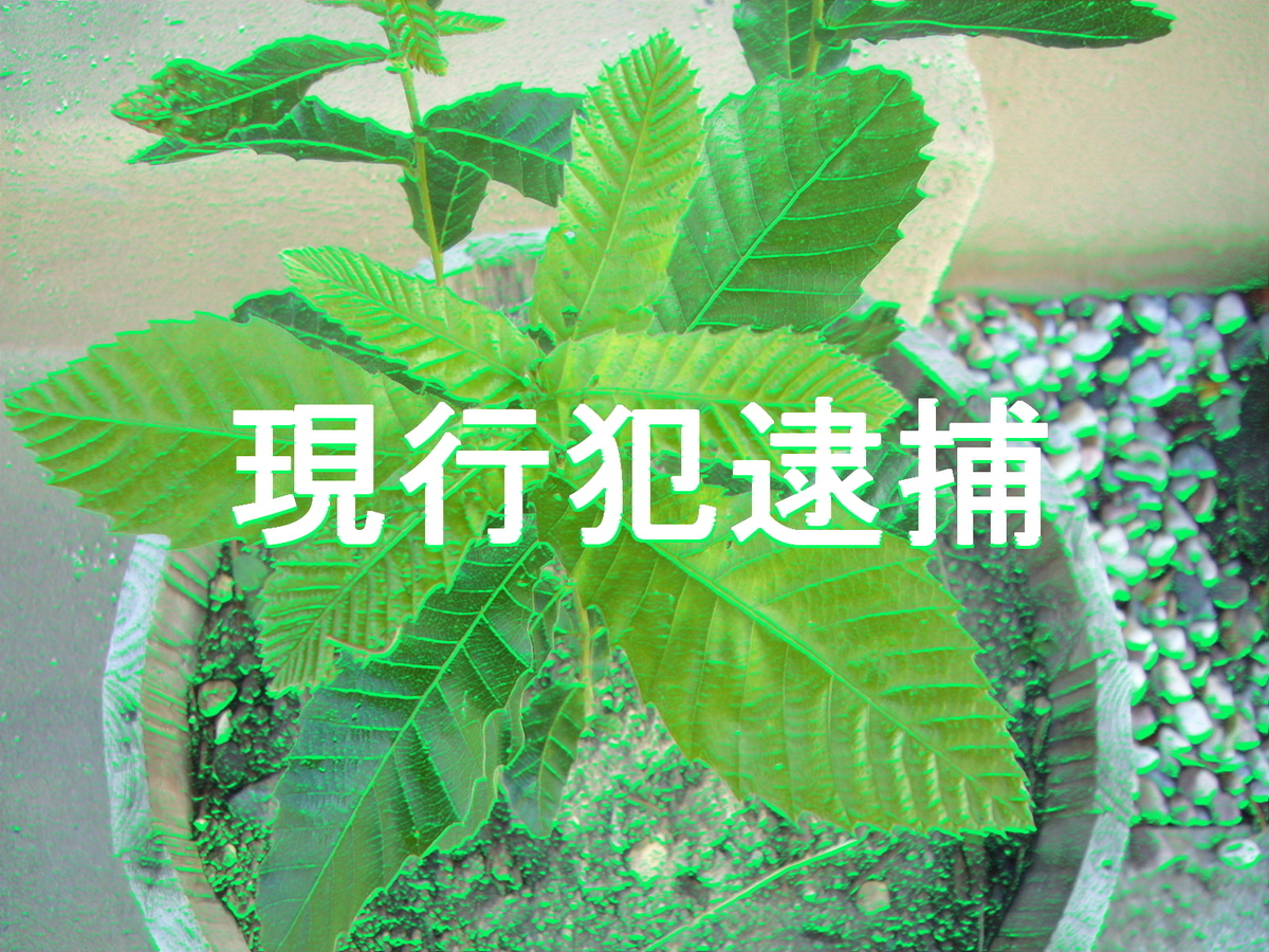 f:id:ai_bou:20190724092450j:plain f:id:ai_bou:20190724092450j:plain