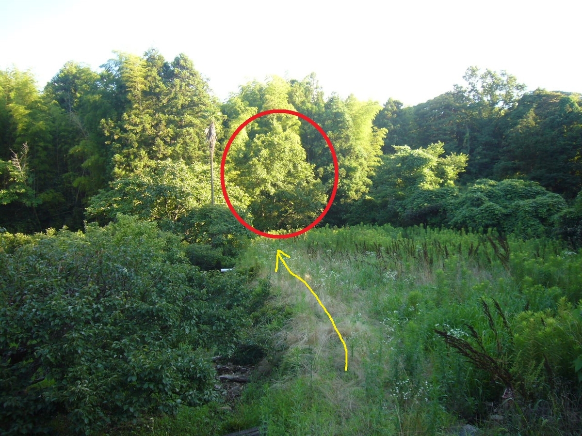 f:id:ai_bou:20190728210356j:plain f:id:ai_bou:20190728210356j:plain