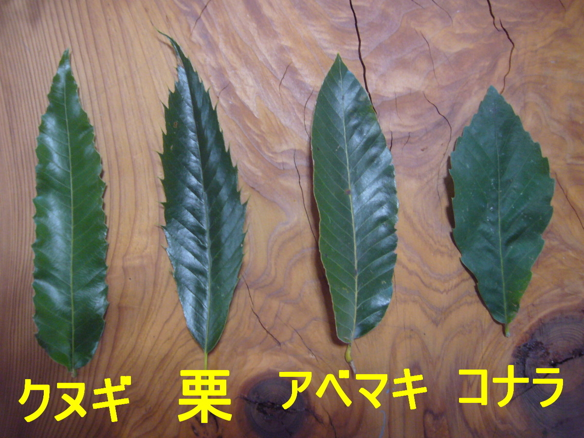 f:id:ai_bou:20190823132147j:plain f:id:ai_bou:20190823132147j:plain