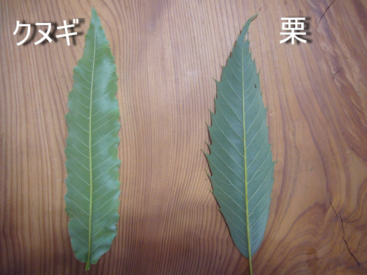 f:id:ai_bou:20190823132326j:plain f:id:ai_bou:20190823132326j:plain