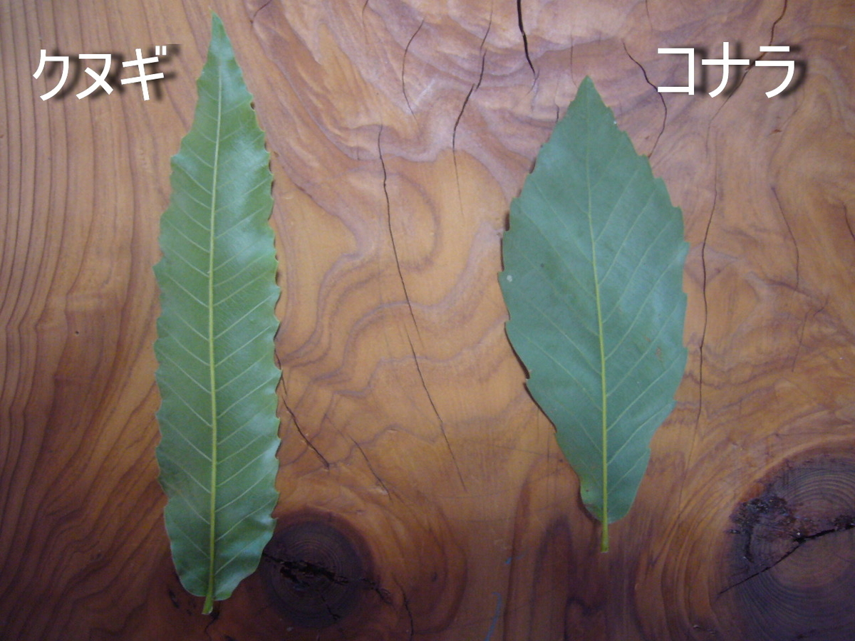 f:id:ai_bou:20190823132331j:plain f:id:ai_bou:20190823132331j:plain