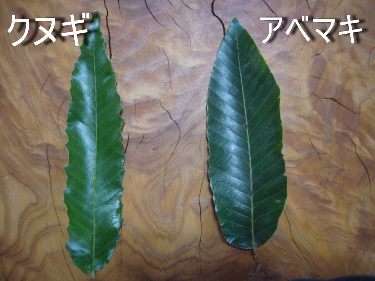 f:id:ai_bou:20190823132340j:plain f:id:ai_bou:20190823132340j:plain