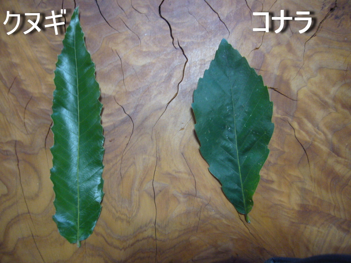 f:id:ai_bou:20190823132344j:plain f:id:ai_bou:20190823132344j:plain