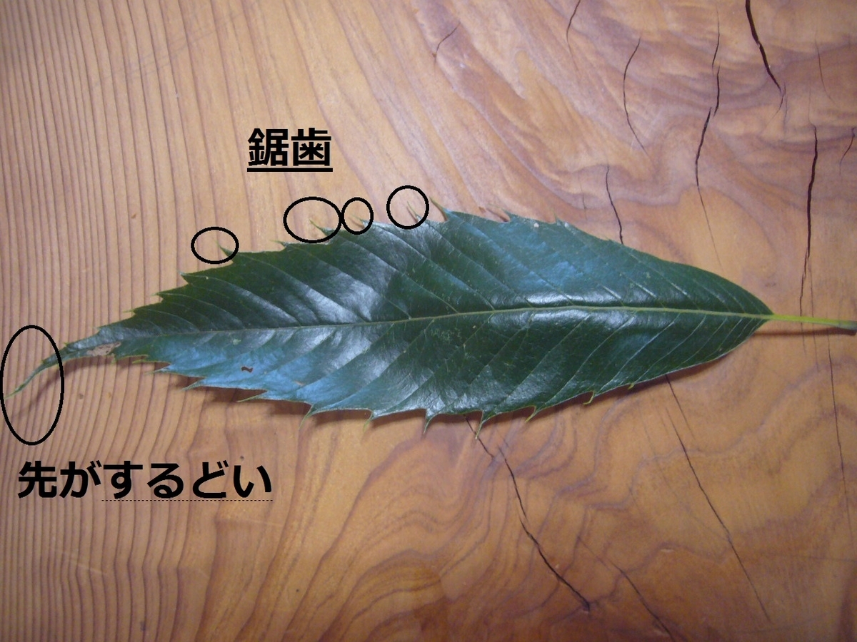 f:id:ai_bou:20190825144653j:plain f:id:ai_bou:20190825144653j:plain