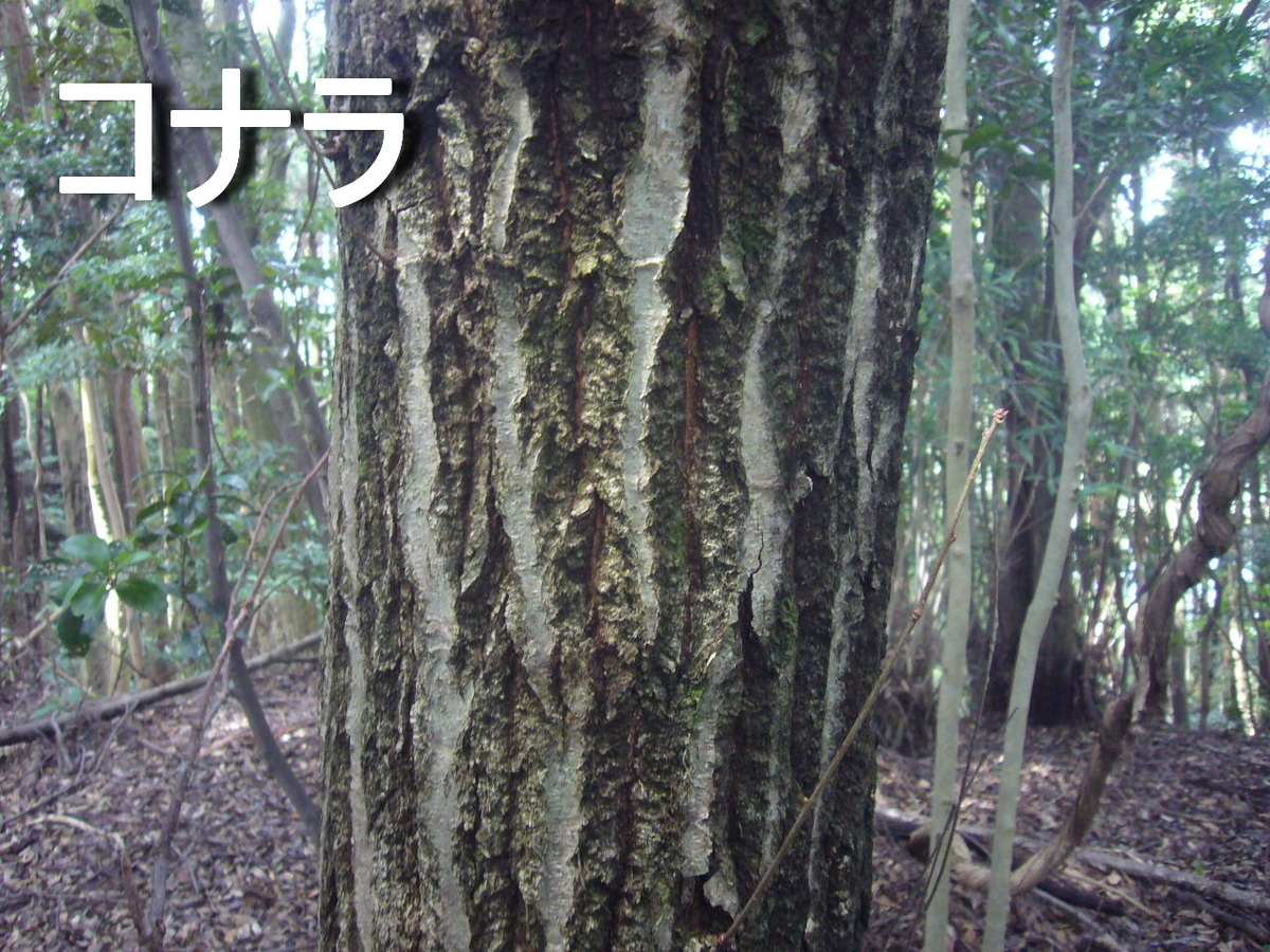 f:id:ai_bou:20190825153131j:plain f:id:ai_bou:20190825153131j:plain