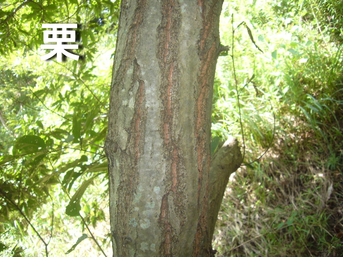 f:id:ai_bou:20190825153138j:plain f:id:ai_bou:20190825153138j:plain