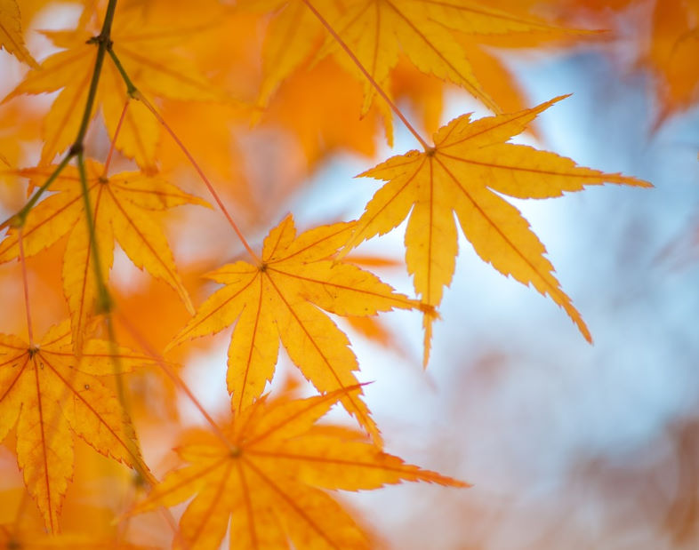 f:id:ai_bou:20191105113215j:plain f:id:ai_bou:20191105113215j:plain