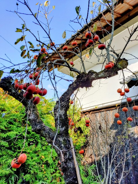 f:id:aiai-pomuru:20251115224337j:image