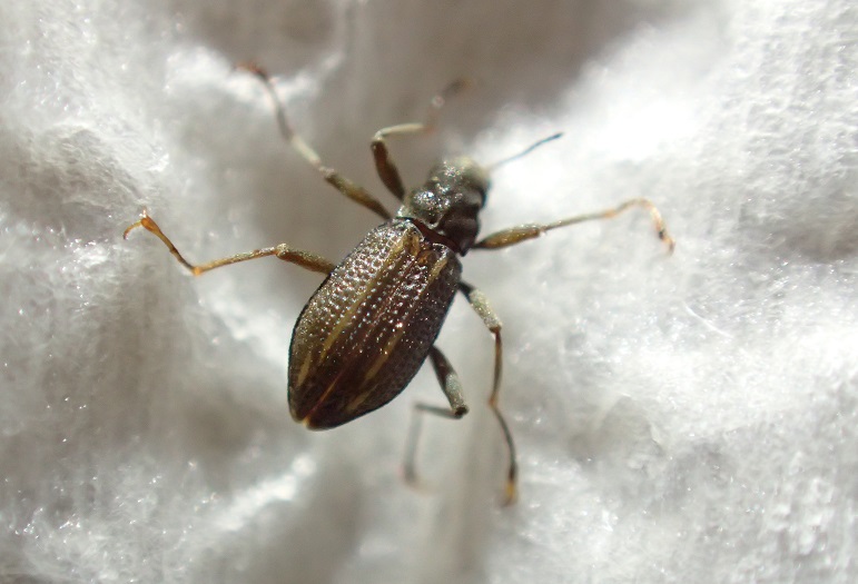 魚・水生昆虫採集 11/21 - 鮒次郎のブログ