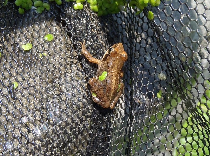 イメージ 5