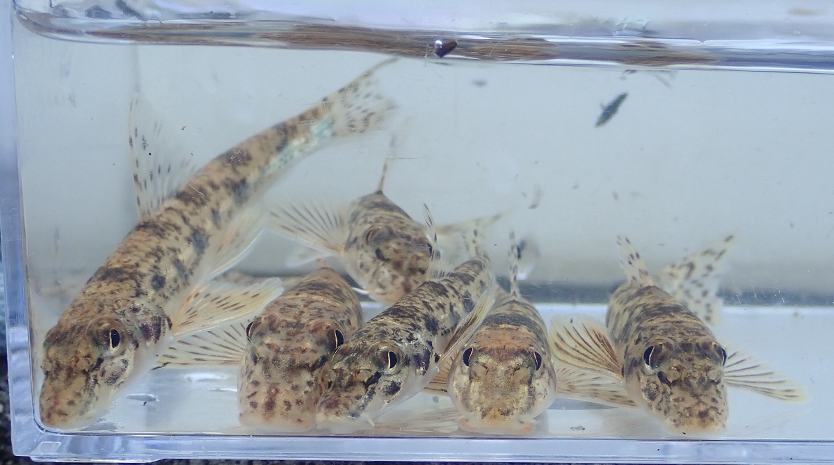 スジシマドジョウとは 動植物の人気 最新記事を集めました はてな スジシマドジョウとは 動植物の人気 最新記事を集めました はてな