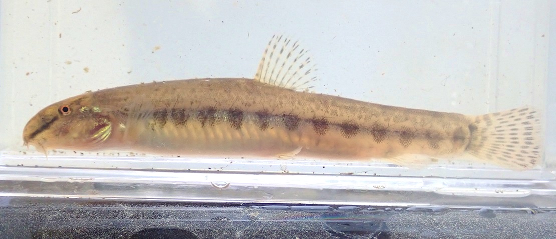 東北地方のヒガシシマドジョウ Cobitis sp. BIWAE type C