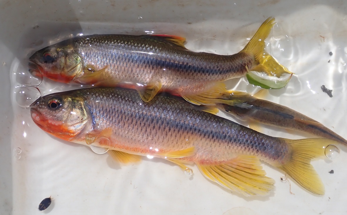 水棲生物調査 2020/08 - 鮒次郎のブログ
