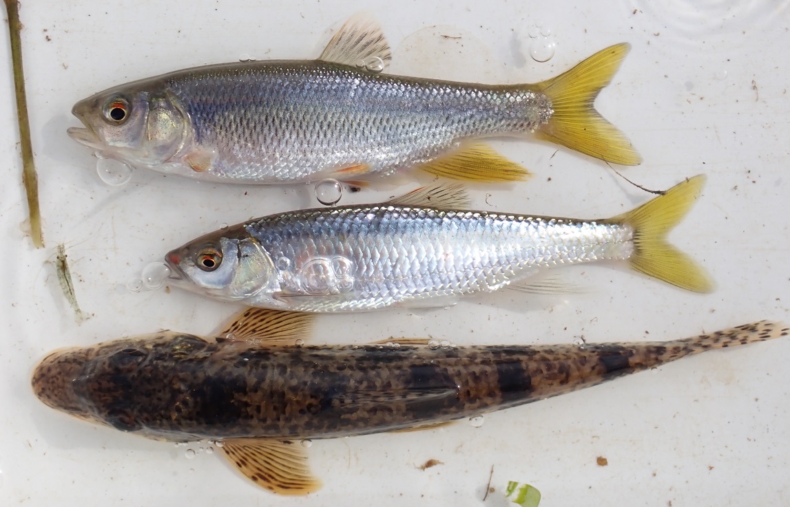 一部地域外 業務用クリスマスツリー 業務用クリスマスツリー 大きなクリスマスツリー クリスマス 3m クリスマス パーティー イベント用品 Colorspro 送料無料 ホワイトツリー スリム Diyインテリアのお店