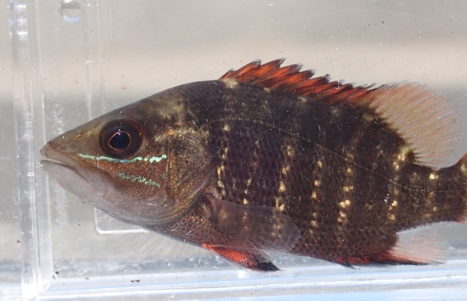 ゴマフエダの幼魚Lutjanus argentimaculatus