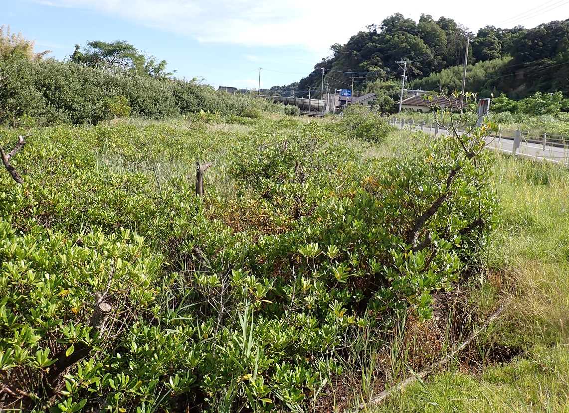 特別天然記念物 メヒルギ群生北限地（リュウキュウコウガイ）