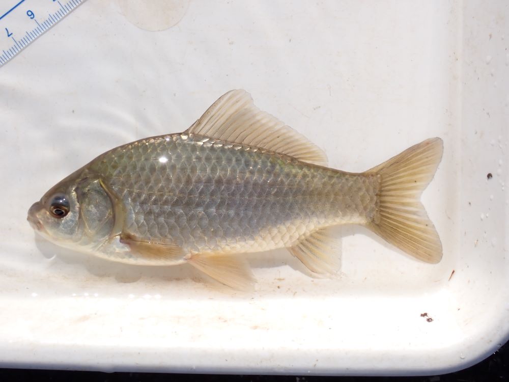 水棲生物調査 2020/10 - 鮒次郎のブログ