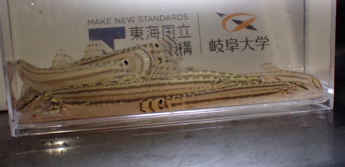 チュウガタスジシマドジョウ