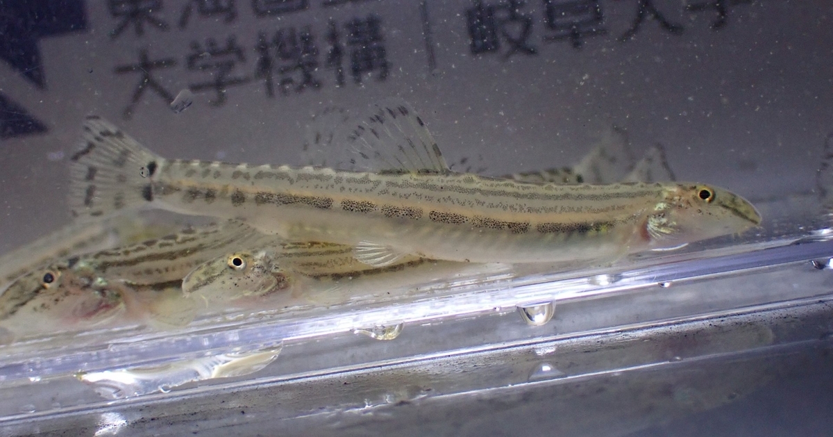 サンヨウコガタスジシマドジョウ