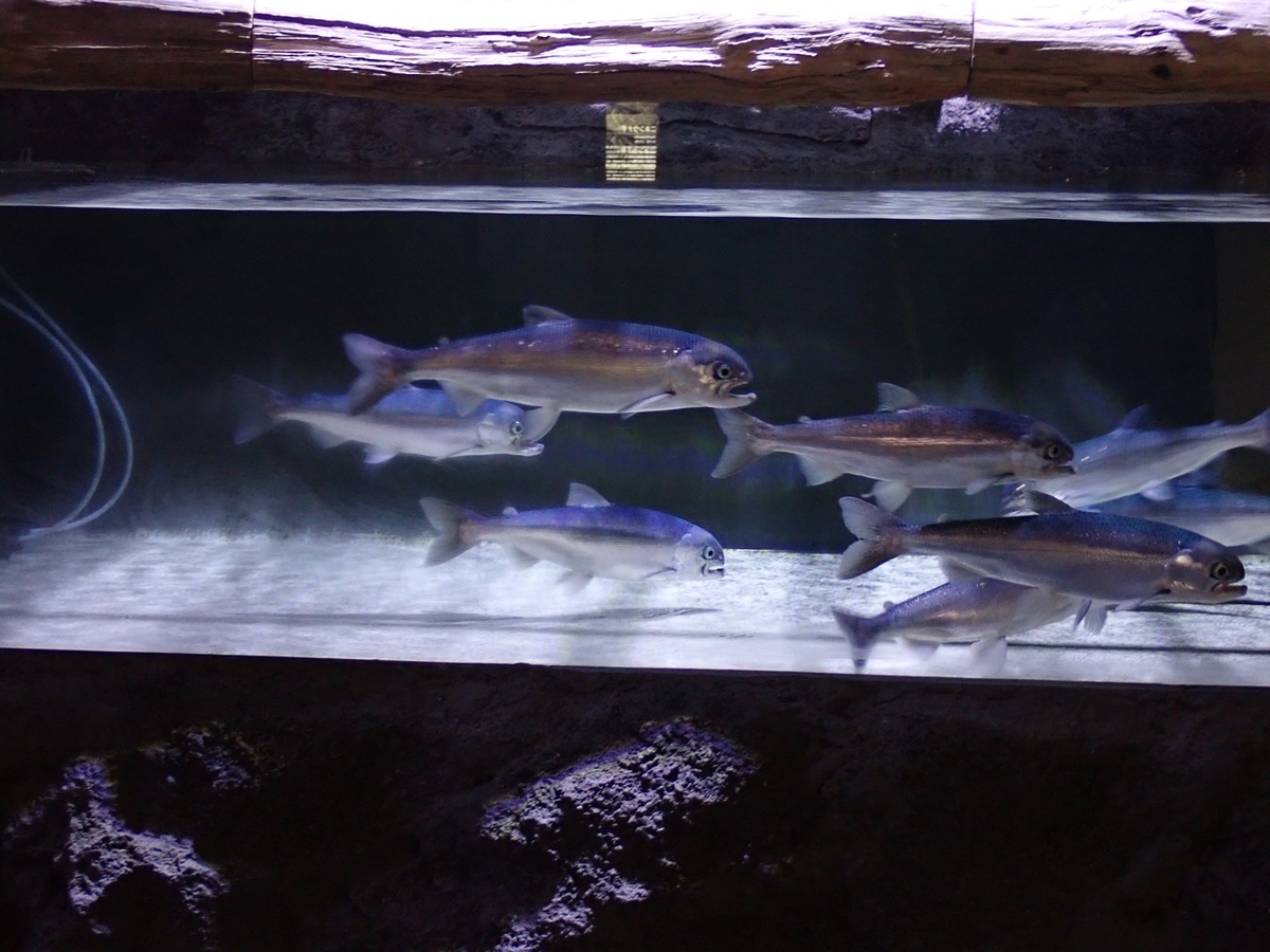 クニマス展示館のクニマス
