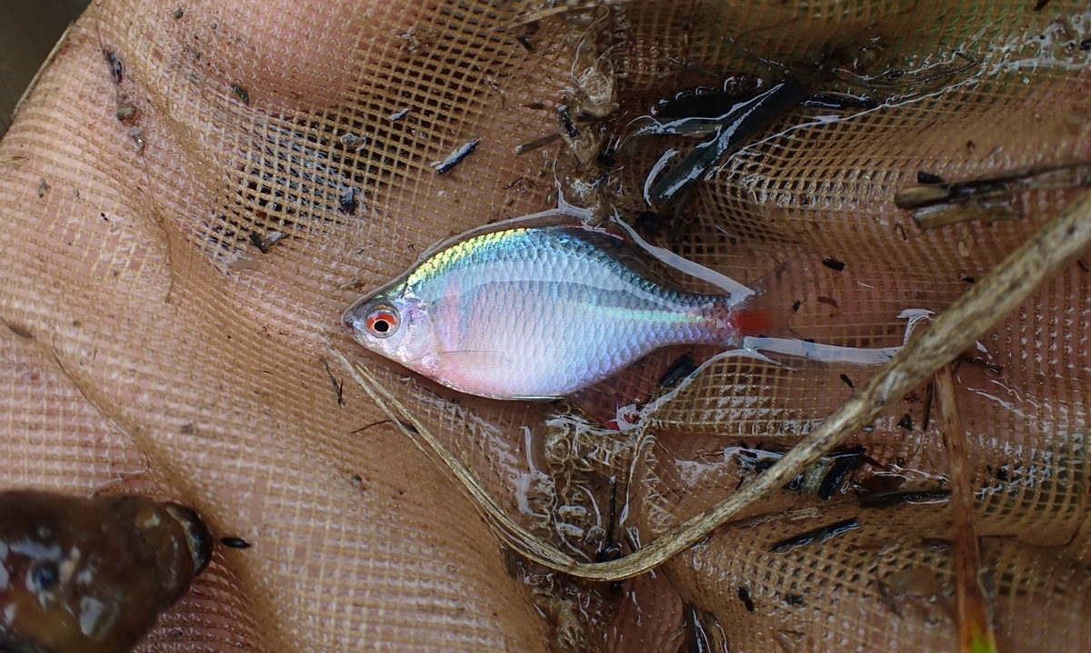 タイリクバラタナゴ、茨城県